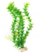 Растение аквариумное зеленое